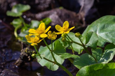 Parlak sarı kadife çiçekleri baharda sulak bir alanda çiçek açar. Doğanın su kenarındaki güzelliğini gösterir..