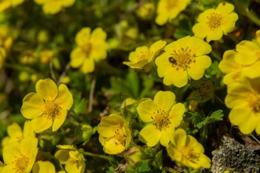 Potentilla sürüngenlerinin canlı sarı çiçekleri güneşli bir çayırda büyür. Arılara yaşam alanı sağlar ve doğal güzellikleri artırır..
