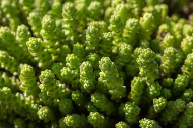 Isıran Taş Rop bitkileri canlı yeşil yapraklar ve karmaşık yaprak yapılarıyla güneşli bir bahçe ortamında gelişiyor..