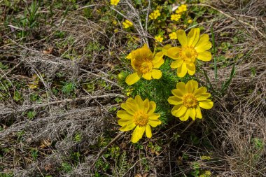 Dört sarı Adonis çiçeği, güneşli bir çayırda kurumuş otların önünde duruyor. Vahşi doğadaki ilkbahar çiçeklerinin güzelliğini vurguluyor..