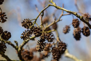 Ortak bir kızılağacın dalları, suya yakın bir yerde, güneş ışığının filtrelediği farklı konileri görüntüler. Doğa bu huzurlu topraklarda gelişir..