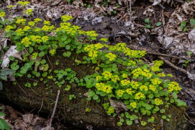 İlkbaharda bir dere kenarındaki gölgeli bir kütükte Chrysosplenium alternifolium büyür..