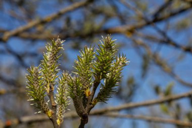 Söğüt çiçekleri ilkbaharda ortaya çıkar. Havayı tazelikle doldurur. Mavi gökyüzüne ve yakınlardaki ağaçların çıplak dallarına karşı güzelce zıtlaşırlar..