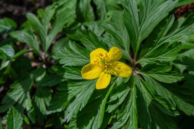 Çiçek açan Anemonoides 'te canlı sarı yapraklar sergilenir. Serin bir ilkbahar ormanında yeşil yapraklarla çevrili. Canlı bir atmosfer yaratır..
