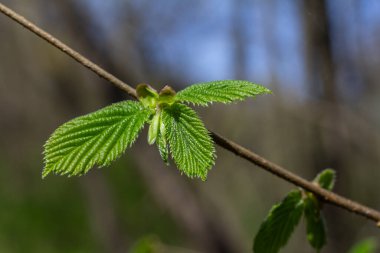 İlkbaharın başlarında, dingin bir orman ortamında taze yeşil yaprakların yanında kolayak çiçekleri açar ve renkli bir görüntü oluşturur..