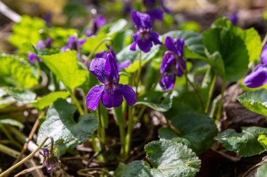 Canlı tatlı menekşeler, parlak mor çiçeklerini güneşli bir ormanda yemyeşil yaprakların arasında sergiliyorlar. Bahar mevsimindeki büyüme ve yenilenmenin güzelliğini sergiliyorlar..