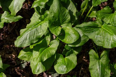 Cuckoo Pint 'in yemyeşil yaprakları ağaçlık bir alanda serpilmiş parlak yüzeyi ve ok benzeri şekli baharın ışığında sergilenmektedir..