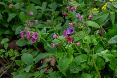 Pulmonaria officinalis olarak bilinen akciğer otu, bahar mevsiminde tepe örtüsünün altında canlı pembe ve mor çiçeklerle dolu gür bir orman ortamında gelişir..