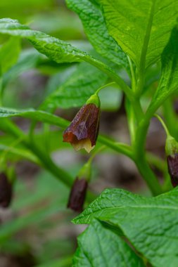 Bir bahar ormanında Slovenya Belladonna, yemyeşil yaprakların arasına yuva yapmış çarpıcı kahverengimsi çiçeklerini sergiliyor ve doğal güzelliğini ve zehirliliğini vurguluyor..