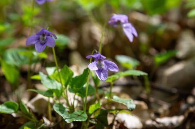 Mor menekşeler, güneşli bir ormanda yemyeşil bir ortamda çiçek açar. Bahar boyunca yeryüzünün zeminine karşı canlı bir kontrastlık yaratır..