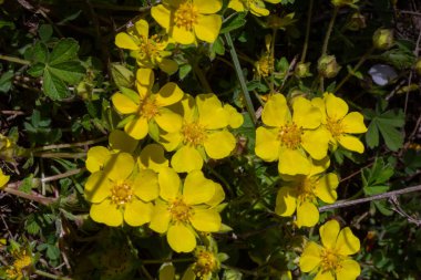 Canlı bir çayır kümesinde Potentilla sürüngenleri parlak sarı çiçeklerini sergilerken bahar güneşi altında zengin yeşil yapraklarla çevriliyken polen taşıyıcılarını çeker..