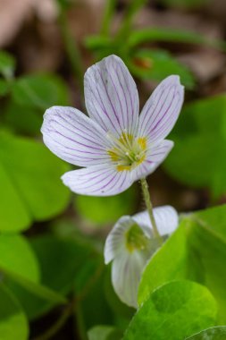 Yaygın ahşap kuş sürüsü, sakin bir ormanın çalılığında büyüyen canlı yeşil yaprakların yanında mor damarlı beyaz çiçeklerini sergiliyor..