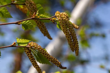 Betula Pendula 'nın tüylü katkinleri açık mavi gökyüzünün altında sarkan ince dallardan sarkan ve baharda Birch' ün taze yeşil yapraklarını renklendiren.