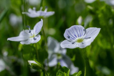 Germander Speedwell 'in narin mavi çiçekleri canlı yeşil bir çayırda serpilmiş bahar mevsiminin dingin güneşinin altında güneşlenerek..