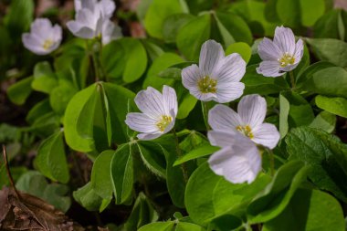 Sivri yeşil yaprakların üzerinde yükselen ağaçtan yapılmış narin beyaz çiçekler bahar mevsimi boyunca gölgeli bir ormanda güzel bir görüntü oluşturur..