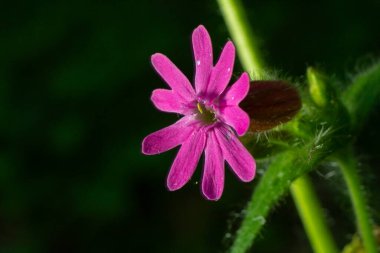 Kızıl Campion olarak bilinen Silene dioica, bereketli pembe çiçeklerini bahar mevsiminde bir ormanlık alanda tozlaştırıcıların ilgisini çekerek sergiliyor..