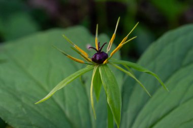Herb-Paris olarak da bilinen Paris Quadrifolia 'nın merkezinde, dingin bir orman ortamında canlı yeşil yapraklarla çevrili çarpıcı kara dutları sergilenmektedir..