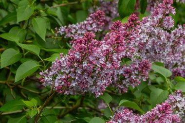 Bahar mevsiminde canlı bir bahçede büyüyen kokulu mor çiçek kümeleriyle süslenmiş leylak çalıları arıları ve kelebekleri cezbediyor..