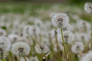 Sıradan karahindiba tohumları zarif esintide sallanıyor. Gün ortasında sakin bir çayırda yemyeşil çimlerle harmanlanarak doğanın güzelliğini sergiliyor..