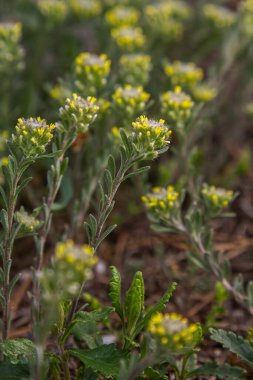 Baharda çimenli bir alanda açan soluk mantar otu ve sarı alkalssum canlı sarı çiçekler ve yemyeşil yapraklar sergiliyor..