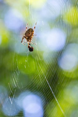 Bir örümcek, yaprakların arasından süzülen güneş ışığıyla, verimli bir çevrede detaylı bir ağ örüyor ve hayal ürünü, bulanık bir arka plan etkisi yaratıyor..