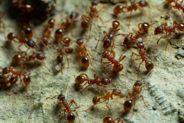 Büyük bir kırmızı karınca grubu düz olmayan yüzeyde hızla hareket ederek besin toplar ve güneş ışığı altında doğal ortamlarında birlikte çalışırlar..
