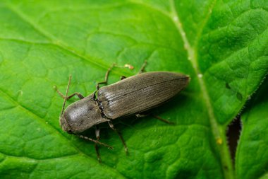 Canlı yeşil bir yaprağın üzerindeki bir böcek doğal ışık koşulları altında karmaşık detaylarını ve dokularını vurguluyor..