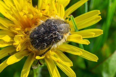 Bu küçük tüylü böcek aktif olarak parlak sarı bir karahindiba çiçeğiyle besleniyor ve güneşli bir günde eşsiz dokusunu ve canlı çevresini gösteriyor..