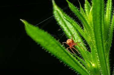 Nigma alevleri sarı rengini sergilerken canlı yeşil yaprakların arasında sabah ışığında yavaşça parıldayan ipek iplikleriyle dinlenir..
