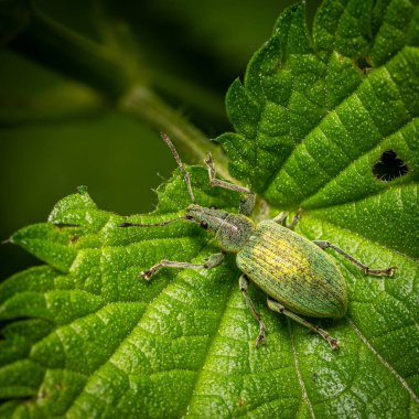 Yeşil bir buğday biti, bir yaprağın üzerine tünemiş. Açık havada kendine özgü dokusunu ve rengini sergiliyor. Yumuşak güneş ışığıyla aydınlatılıyor..