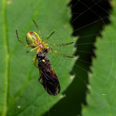 Bir salatalık yeşil küre dokumacı gün boyunca canlı yeşil yapraklarla çevrili karmaşık küre ağıyla bir böceği başarıyla yakalar..