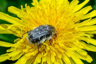 Kıllı gül böceği, açık sarı bir karahindiba çiçeğinin üzerinde etkin bir şekilde yiyecek arıyor. Kıllı vücudunu ve bahçesinde bulunan karmaşık detayları gözler önüne seriyor..