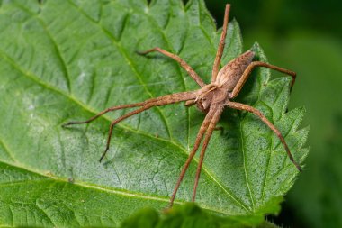 Uzun bacaklı bir Pisaura mirabilis örümceği, gün boyunca açık havada canlı yeşil bir yaprak gibi avlanır..