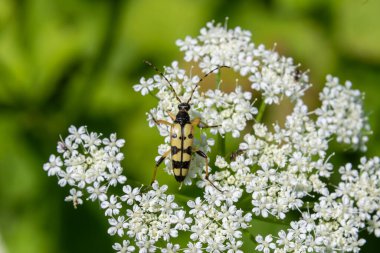 Dört bantlı uzun boynuzlu böcek, parlak yaz bahçesinde çizgilerini sergileyen yemyeşil yapraklarla çevrili küçük beyaz çiçek kümelerinin üzerinde dinleniyor..
