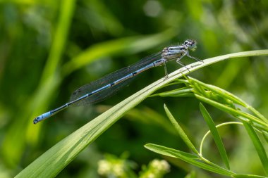 Canlı Azure Damselfly, bereketli bir bitki örtüsüyle çevrili çimenlerin üzerinde narin bir şekilde duruyor. Güneşli bir öğleden sonra, çarpıcı mavi renklerini sergileyen huzurlu bir gölet..