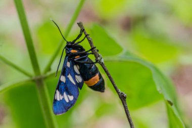 Canlı bir Amata fegea güvesi bir dal üzerinde tüneyerek, bir orman ortamında parlak yeşil yapraklara karşı beyaz benekli, çarpıcı mavi kanatlarını sergiliyor..