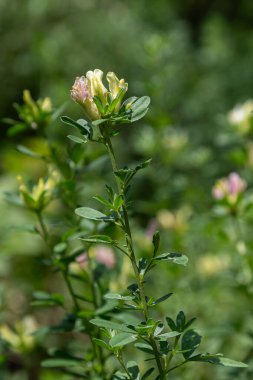 Chamaecytisus albusunun narin beyaz çiçekleri güneşli bir bahar gününde canlı yeşil yaprakların arasında çiçek açar ve doğal ortamında büyüleyici bir görüntü yaratır..