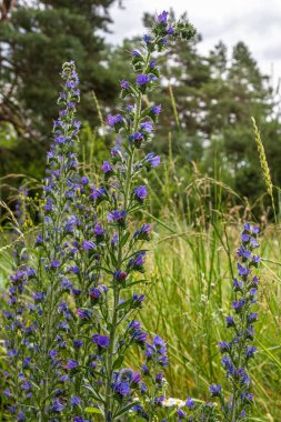 Viper 'ın böceği, yemyeşil bir zemin ve bulutlu gökyüzüne karşı eşsiz güzelliğini gözler önüne seren canlı mavi çiçeklerle dimdik ayakta duruyor..