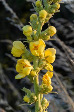 Uzun otların yumuşak arka planına karşı açık sarı çiçekler sergilenir. Güneş ışığı sabahın erken saatlerinde renkleri güçlendirir.