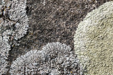 Lecanora Sp de dahil olmak üzere Lichens. Ve Aspicilia Sp. Gündüz vakti doğal ortamlarında eşsiz dokularını ve renklerini sergileyen kayalık bir alt tabakada sergilenirler..