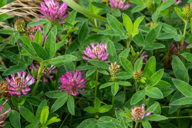 Canlı tarla kırmızısı yoncaları parlak pembe çiçeklerini yemyeşil yaprakların arasında tozlaştırıcıları çeker ve güneşli bir günde doğal manzarayı güzelleştirir..