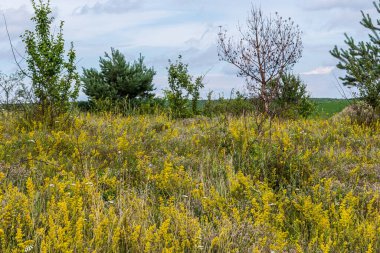 Hare 's foot yonca renkli yamalar ve Lady' s bedstraw güzel bir manzara oluşturur açık gökyüzü altında yeşeren bir çayır.