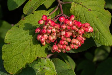 Olgun Viburum lantana üzümü kümeleri, sıcak güneş ışığıyla parlayan yeşil yapraklara karşı kırmızı ve pembe renkler sergiliyor..