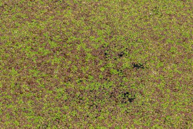 Küçük ördek otu yaprakları suları yemyeşil bir halı oluştururken aşağıdaki durgun su çevredeki doğal habitatı yansıtıyor..