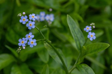 Parlak mavi Myosotis çiçekleri genellikle 