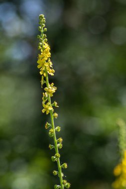 Yaygın tarım, baharın ılık aylarında yemyeşil bir ortamda yeşeren sarı çiçek kümeleriyle süslenmiş uzun ince gövdesini sergiler..