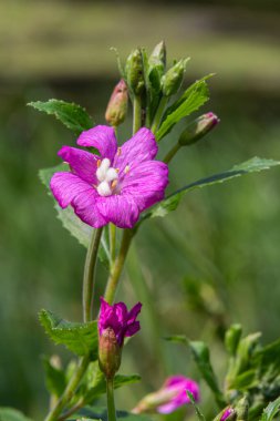 Tüylü soluk benizli, büyüyen bir çayırda dimdik duruyor. Pembe çiçekleri ve tomurcuklanan yeşil filizleri baharda açık mavi gökyüzünün altında sergiliyor..