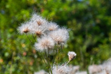 Sürünen devedikeni kabarık beyaz tohumlarını yazın sonlarında yemyeşil bir ortamda parlak güneş ışığı altında dağıtmaya hazır olarak sergiliyor..
