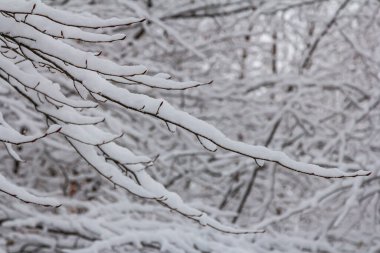 Yumuşak kar örtüleri, sakin bir ormandaki dalları kaplıyor. Kar yavaşça yağarken kışın güzelliğini vurguluyor. Huzurlu bir atmosfer yaratıyor..