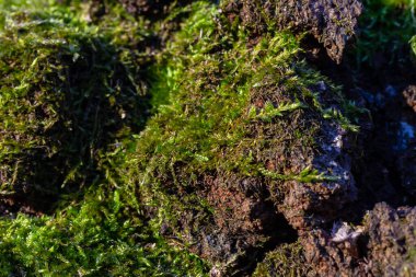 Yumuşak yeşil yosun, engebeli kayalarda gelişir. Şafak vakti, sakin ve el değmemiş bir ortamda, karmaşık dokular ve doğal ışık altında ayrıntılar sergiler..